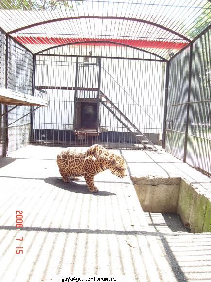 poze facute de mn...:d - poze facute de mn la Zoo - Chestii ... facute de fani