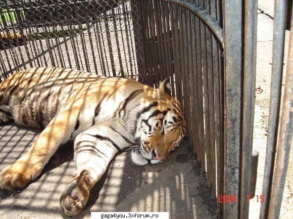 poze facute de mn...:d - poze facute de mn la Zoo - Chestii ... facute de fani